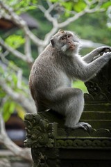 Naklejka na ściany i meble Balinese Long-Tailed Monkey. The Ubud Monkey Forest is a nature reserve and Hindu temple complex in Ubud, Bali, Indonesia. These monkeys are also called crab-eating macaques or long tailed macaques.