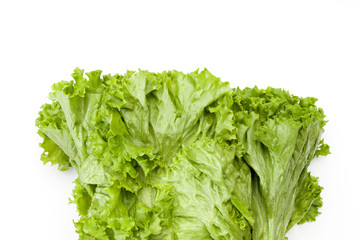 グリーンリーフ