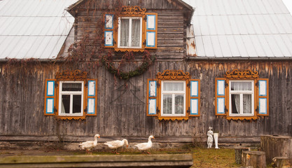 Wiejski klimat - gęsi © Grzegorz Piaskowski
