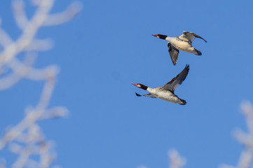 Fototapeta premium Pair of Common Mergansers Flying in a Blue Sky