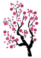 Fototapeta na wymiar Vector Cherry Blossom