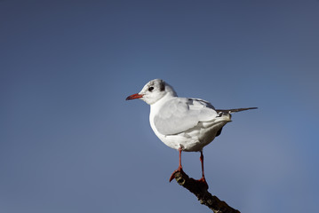une mouette sur une branche dans le ciel bleu