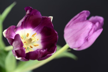 Purple Tulips