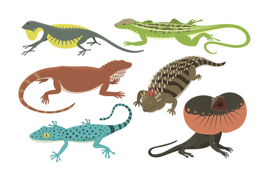 Different kind of lizard reptile isolated vector illustration.