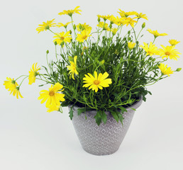 Yellow spring daisies in stone planter.