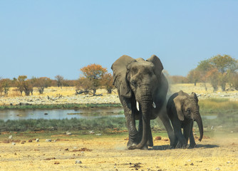 Fototapeta na wymiar Mother and baby elephant walking in Ethosa National Park Namibia at a water pool in the savanna.
