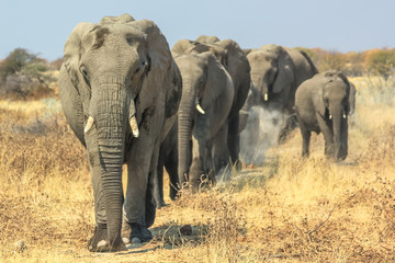Fototapeta na wymiar A herd of African elephants moving in Ethosa National Park Namibia on yellow grass savanna.