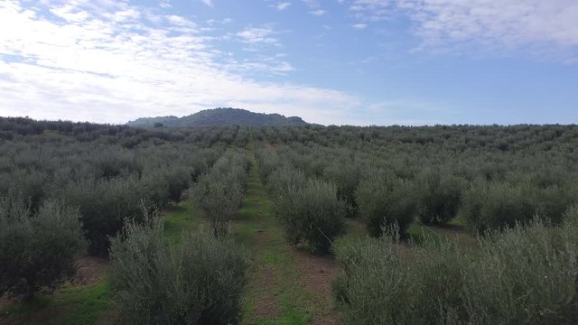 Flight between trees of olives
Drone on cultivated land during the harvest