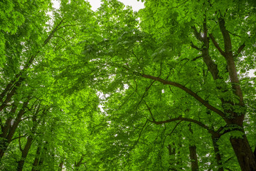 Fototapeta na wymiar Leafy green trees in Parco Talon or Chiusa in Italy.