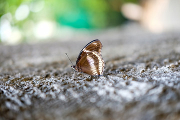 Closeup butterfly