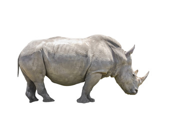 African black rhino on side view. Isolated. on white Background.