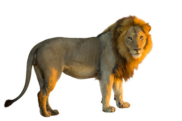 Vue latérale d& 39 un Lion debout, Panthera Leo, isolé sur fond blanc avec lumière naturelle du coucher du soleil.