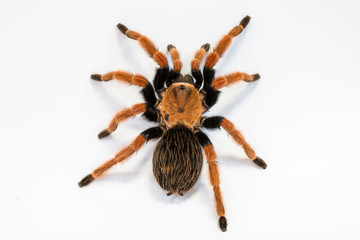 Mexican Fireleg or Rustleg Tarantula, isolated on white background