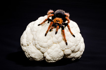 Close-up of metaphoric representation of brain cancer, of dementia, depression, schizophrenia. Tarantula on a cauliflower. Black background.