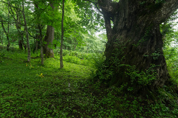 Obraz premium 雨に濡れた森