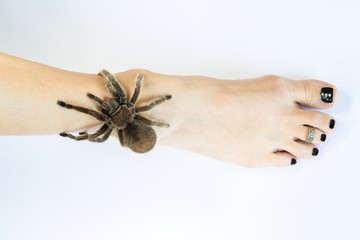 A Chilean Rose tarantula crawling up a womans leg.