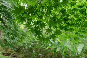 Fototapeta premium 雨に濡れた森