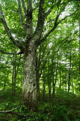 Fototapeta premium 雨に濡れた森