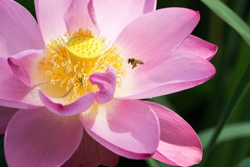 Obraz na płótnie Canvas 蓮の花に集まる蜂