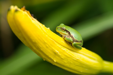 花の蕾とカエル