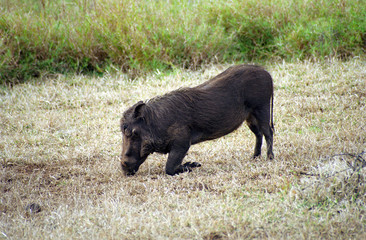 Warthog, Kruger National Park, South African Republic