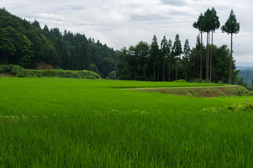 雨上がりの田んぼ