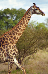 South African giraffe, Kruger National Park, South African Repub