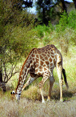 Naklejka na ściany i meble South African giraffe, Kruger National Park, South African Repub