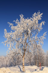 Winterlandschaft, Skandinavien, Norwegen, Schweden, Finnland, Island