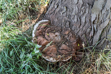 Tinder fungus at the base of an old tree
