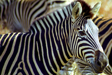 Fototapeta na wymiar Chapman-zebra, Kruger National Park, South African Republic