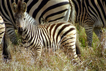 Chapman-zebra, Kruger National Park, South African Republic