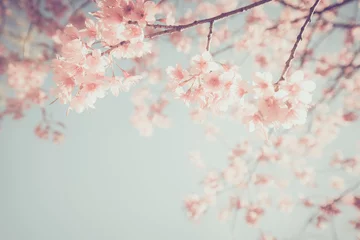 Poster Mooie vintage sakura boom bloem (kersenbloesem) in het voorjaar. retro kleurtoon stijl. © jakkapan