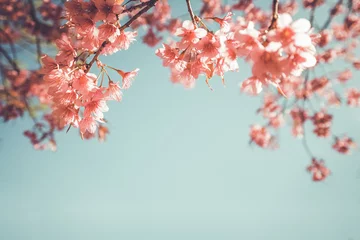 Poster beautiful vintage sakura flower (cherry blossom) in spring. vintage color tone © jakkapan