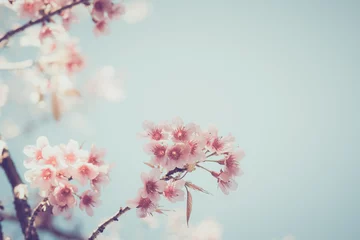 Foto op Canvas Close-up van prachtige vintage sakura boom bloem (kersenbloesem) in het voorjaar. vintage kleurtoonstijl. © jakkapan