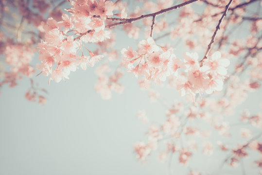 Beautiful vintage sakura tree flower (cherry blossom) in spring. retro color tone style.