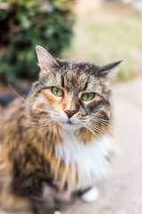 Closeup of maine coon cat outside in sunlight