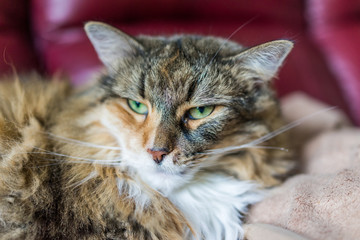 Angry calico tabby maine coon cat closeup