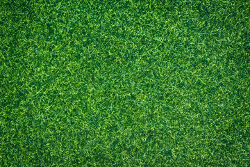 Fototapeta premium green grass natural background texture.