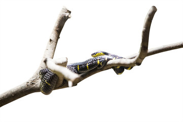 yellow and black snake on tree branch isolated on white background.  Stock photo ID: 574909264  Large  |  3000 px x 2000 px  |  25.4cm x 16.9cm @ 300 dpi    Upgrade to Enhanced License TIFF Available 