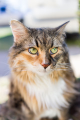 Fototapeta premium Closeup of maine coon cat outside in sunlight looking to the sid