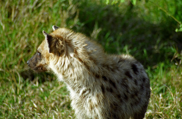 Obraz premium Spotted hyena, Kruger National Park, South African Republic