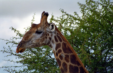 South African giraffe, Kruger National Park, South African Repub