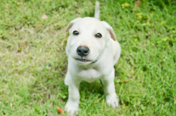 White Dog Labrador