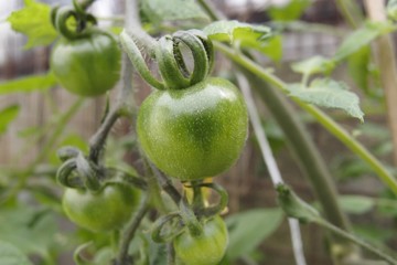 成長中のミニトマト