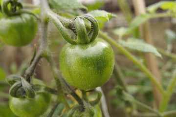 成長中のミニトマト