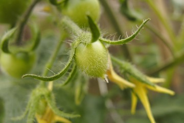 成長中のミニトマト