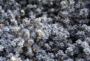 Growing purple lavender flower In a field. Field of mauve purple Lavandula angustifolia most commonly True or English Lavender garden. Lamiaceae.