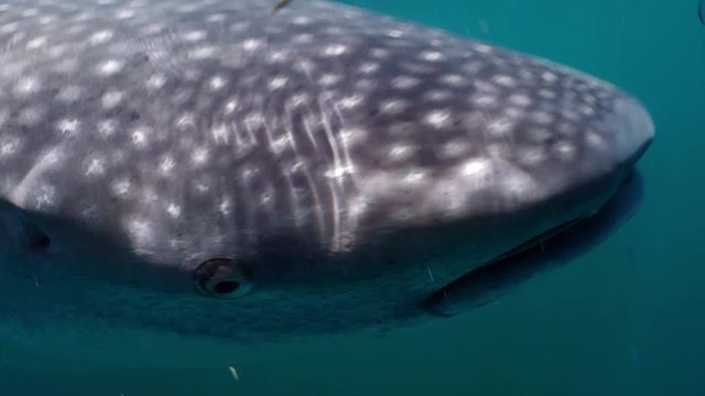 Whale Shark (Rhincodon typus) probably injured by a ship's screw, Isla Mujeres, Mexico, Sep 2016