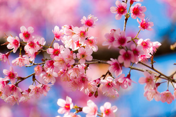 Cherry blossoms or Sakura flower in chiang mai Thailand